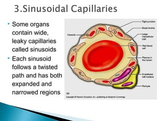 Some organs
contain wide,
leaky capillaries
called sinusoids
 Each sinusoid
follows a twisted
path and has both
expanded and
narrowed regions


 