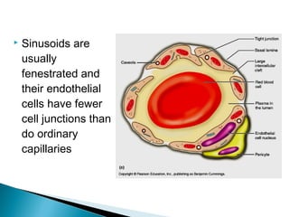 

Sinusoids are
usually
fenestrated and
their endothelial
cells have fewer
cell junctions than
do ordinary
capillaries

 