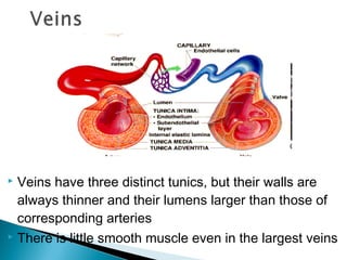 Veins have three distinct tunics, but their walls are
always thinner and their lumens larger than those of
corresponding arteries
 There is little smooth muscle even in the largest veins


 