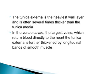 The tunica externa is the heaviest wall layer
and is often several times thicker than the
tunica media
 In the venae cavae, the largest veins, which
return blood directly to the heart the tunica
externa is further thickened by longitudinal
bands of smooth muscle


 