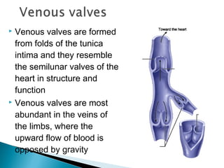 Venous valves are formed
from folds of the tunica
intima and they resemble
the semilunar valves of the
heart in structure and
function
 Venous valves are most
abundant in the veins of
the limbs, where the
upward flow of blood is
opposed by gravity


 