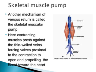 Another mechanism of
venous return is called
the skeletal muscular
pump
 Here contracting
muscles press against
the thin-walled veins
forcing valves proximal
to the contraction to
open and propelling the
blood toward the heart


 