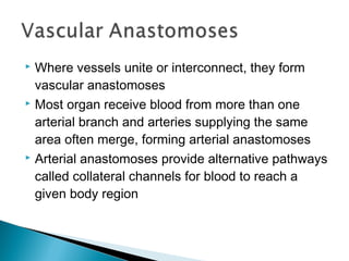 Where vessels unite or interconnect, they form
vascular anastomoses
 Most organ receive blood from more than one
arterial branch and arteries supplying the same
area often merge, forming arterial anastomoses
 Arterial anastomoses provide alternative pathways
called collateral channels for blood to reach a
given body region


 