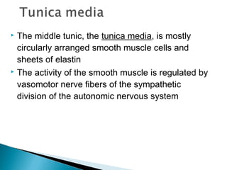 The middle tunic, the tunica media, is mostly
circularly arranged smooth muscle cells and
sheets of elastin
 The activity of the smooth muscle is regulated by
vasomotor nerve fibers of the sympathetic
division of the autonomic nervous system


 