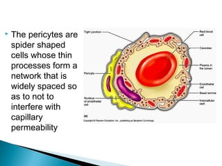 

The pericytes are
spider shaped
cells whose thin
processes form a
network that is
widely spaced so
as to not to
interfere with
capillary
permeability

 
