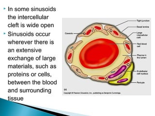 In some sinusoids
the intercellular
cleft is wide open
 Sinusoids occur
wherever there is
an extensive
exchange of large
materials, such as
proteins or cells,
between the blood
and surrounding
tissue


 