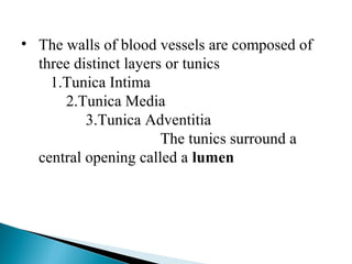 • The walls of blood vessels are composed of
three distinct layers or tunics
1.Tunica Intima
2.Tunica Media
3.Tunica Adventitia
The tunics surround a
central opening called a lumen

 