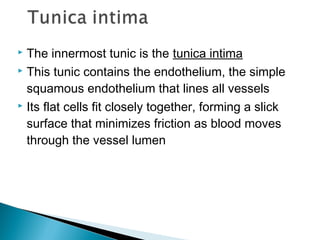 The innermost tunic is the tunica intima
 This tunic contains the endothelium, the simple
squamous endothelium that lines all vessels
 Its flat cells fit closely together, forming a slick
surface that minimizes friction as blood moves
through the vessel lumen


 