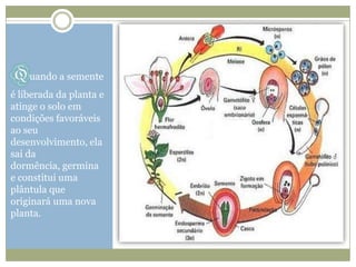 Quando a semente
é liberada da planta e
atinge o solo em
condições favoráveis
ao seu
desenvolvimento, ela
sai da
dormência, germina
e constitui uma
plântula que
originará uma nova
planta.
 