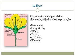 A flor:


Estrutura formada por vários
elementos, objetivando a reprodução.

•Pedúnculo,
•Receptáculo,
•Cálice,
•Corola,
•Androceu,
•Gineceu.
 