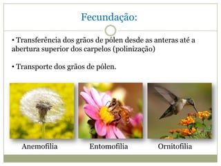 Fecundação:

• Transferência dos grãos de pólen desde as anteras até a
abertura superior dos carpelos (polinização)

• Transporte dos grãos de pólen.




   Anemofilia           Entomofilia          Ornitofilia
 