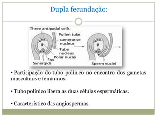 Dupla fecundação:




• Participação do tubo polínico no encontro dos gametas
masculinos e femininos.

• Tubo polínico libera as duas células espermáticas.

• Característico das angiospermas.
 