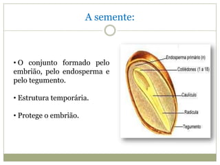 A semente:



• O conjunto formado pelo
embrião, pelo endosperma e
pelo tegumento.

• Estrutura temporária.

• Protege o embrião.
 