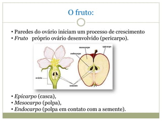 O fruto:

• Paredes do ovário iniciam um processo de crescimento
• Fruto próprio ovário desenvolvido (pericarpo).




• Epicarpo (casca),
• Mesocarpo (polpa),
• Endocarpo (polpa em contato com a semente).
 