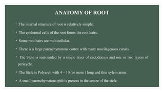 ANATOMY OF ROOT
• The internal structure of root is relatively simple.
• The epidermal cells of the root forms the root hairs.
• Some root hairs are multicellular.
• There is a large parenchymatous cortex with many mucilagenous canals.
• The Stele is surrounded by a single layer of endodermis and one or two layers of
pericycle.
• The Stele is Polyarch with 4 – 10 (or more ) long and thin xylem arms.
• A small parenchymatous pith is present in the centre of the stele.
 