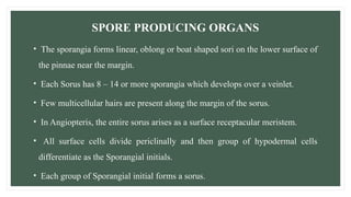 SPORE PRODUCING ORGANS
• The sporangia forms linear, oblong or boat shaped sori on the lower surface of
the pinnae near the margin.
• Each Sorus has 8 – 14 or more sporangia which develops over a veinlet.
• Few multicellular hairs are present along the margin of the sorus.
• In Angiopteris, the entire sorus arises as a surface receptacular meristem.
• All surface cells divide periclinally and then group of hypodermal cells
differentiate as the Sporangial initials.
• Each group of Sporangial initial forms a sorus.
 