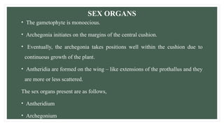 SEX ORGANS
• The gametophyte is monoecious.
• Archegonia initiates on the margins of the central cushion.
• Eventually, the archegonia takes positions well within the cushion due to
continuous growth of the plant.
• Antheridia are formed on the wing – like extensions of the prothallus and they
are more or less scattered.
The sex organs present are as follows,
• Antheridium
• Archegonium
 