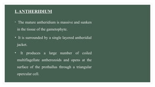 I. ANTHERIDIUM
• The mature antheridium is massive and sunken
in the tissue of the gametophyte.
• It is surrounded by a single layered antheridial
jacket.
• It produces a large number of coiled
multiflagellate antherozoids and opens at the
surface of the prothallus through a triangular
opercular cell.
 