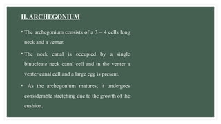 II. ARCHEGONIUM
• The archegonium consists of a 3 – 4 cells long
neck and a venter.
• The neck canal is occupied by a single
binucleate neck canal cell and in the venter a
venter canal cell and a large egg is present.
• As the archegonium matures, it undergoes
considerable stretching due to the growth of the
cushion.
 