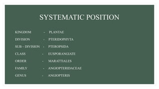 SYSTEMATIC POSITION
KINGDOM - PLANTAE
DIVISION - PTERIDOPHYTA
SUB – DIVISION - PTEROPSIDA
CLASS - EUSPORANGIATE
ORDER - MARATTIALES
FAMILY - ANGIOPTERIDACEAE
GENUS - ANGIOPTERIS
 