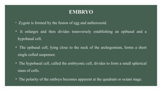 EMBRYO
• Zygote is formed by the fusion of egg and antherozoid.
• It enlarges and then divides transversely establishing an epibasal and a
hypobasal cell.
• The epibasal cell, lying close to the neck of the archegonium, forms a short
single celled suspensor.
• The hypobasal cell, called the embryonic cell, divides to form a small spherical
mass of cells.
• The polarity of the embryo becomes apparent at the quadrant or octant stage.
 