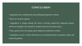 CONCLUSION
• Angiopteris have antibacterial and antifungal properties in them.
• These are invasive species.
• Angiopteris is unique among the ferns in having explosively dispersed spores,
which are thought to be caused by airspace between the spore layers.
• These species have the unique spore dispersal mechanism in them.
• Angiopteris evecta is often cultivated as an ornamental plant in gardens, parks and
botanical gardens.
 