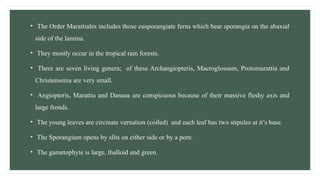 • The Order Marattiales includes those eusporangiate ferns which bear sporangia on the abaxial
side of the lamina.
• They mostly occur in the tropical rain forests.
• There are seven living genera; of these Archangiopteris, Macroglossum, Protomarattia and
Christensenia are very small.
• Angiopteris, Marattia and Danaea are conspicuous because of their massive fleshy axis and
large fronds.
• The young leaves are circinate vernation (coiled) and each leaf has two stipules at it’s base.
• The Sporangium opens by slits on either side or by a pore.
• The gametophyte is large, thalloid and green.
 