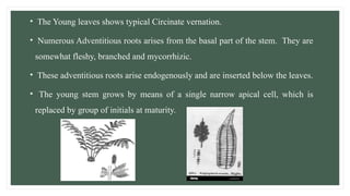 • The Young leaves shows typical Circinate vernation.
• Numerous Adventitious roots arises from the basal part of the stem. They are
somewhat fleshy, branched and mycorrhizic.
• These adventitious roots arise endogenously and are inserted below the leaves.
• The young stem grows by means of a single narrow apical cell, which is
replaced by group of initials at maturity.
 