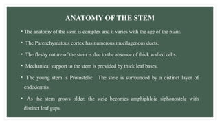 ANATOMY OF THE STEM
• The anatomy of the stem is complex and it varies with the age of the plant.
• The Parenchymatous cortex has numerous mucilagenous ducts.
• The fleshy nature of the stem is due to the absence of thick walled cells.
• Mechanical support to the stem is provided by thick leaf bases.
• The young stem is Protostelic. The stele is surrounded by a distinct layer of
endodermis.
• As the stem grows older, the stele becomes amphiphloic siphonostele with
distinct leaf gaps.
 