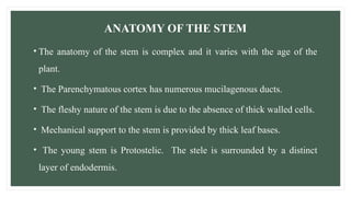 ANATOMY OF THE STEM
• The anatomy of the stem is complex and it varies with the age of the
plant.
• The Parenchymatous cortex has numerous mucilagenous ducts.
• The fleshy nature of the stem is due to the absence of thick walled cells.
• Mechanical support to the stem is provided by thick leaf bases.
• The young stem is Protostelic. The stele is surrounded by a distinct
layer of endodermis.
 