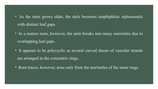 • As the stem grows older, the stele becomes amphiphloic siphonostele
with distinct leaf gaps.
• In a mature stem, however, the stele breaks into many meristeles due to
overlapping leaf gaps.
• It appears to be polycyclic as several curved sheets of vascular strands
are arranged in the concentric rings.
• Root traces, however, arise only from the meristeles of the inner rings.
 