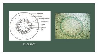 T.S. OF ROOT
 