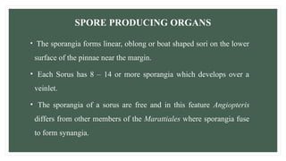 SPORE PRODUCING ORGANS
• The sporangia forms linear, oblong or boat shaped sori on the lower
surface of the pinnae near the margin.
• Each Sorus has 8 – 14 or more sporangia which develops over a
veinlet.
• The sporangia of a sorus are free and in this feature Angiopteris
differs from other members of the Marattiales where sporangia fuse
to form synangia.
 