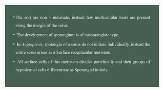 • The sori are non – indusiate, instead few multicellular hairs are present
along the margin of the sorus.
• The development of sporangium is of eusporangiate type.
• In Angiopteris, sporangia of a sorus do not initiate individually, instead the
entire sorus arises as a Surface receptacular meristem.
• All surface cells of this meristem divides periclinally and then groups of
hypodermal cells differentiate as Sporangial initials.
 