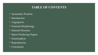 TABLE OF CONTENTS
• Systematic Position
• Introduction
• Angiopteris
• External Morphology
• Internal Structure
• Spore Producing Organs
• Gametophyte
• Reproduction
• Conclusion
 