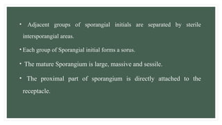 • Adjacent groups of sporangial initials are separated by sterile
intersporangial areas.
• Each group of Sporangial initial forms a sorus.
• The mature Sporangium is large, massive and sessile.
• The proximal part of sporangium is directly attached to the
receptacle.
 