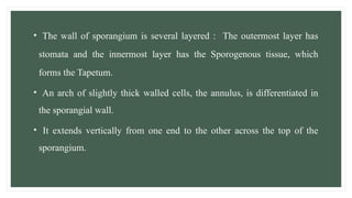 • The wall of sporangium is several layered : The outermost layer has
stomata and the innermost layer has the Sporogenous tissue, which
forms the Tapetum.
• An arch of slightly thick walled cells, the annulus, is differentiated in
the sporangial wall.
• It extends vertically from one end to the other across the top of the
sporangium.
 