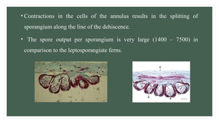 • Contractions in the cells of the annulus results in the splitting of
sporangium along the line of the dehiscence.
• The spore output per sporangium is very large (1400 – 7500) in
comparison to the leptosporangiate ferns.
 