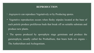 REPRODUCTION
• Angiopteris can reproduce Vegetatively or by Producing spores.
• Vegetative reproduction occurs when fleshy stipules located at the base of
each petiole produce proliferous buds that break off on suitable substrate and
produce new plants.
• The spores produced by sporophyte stage germinate and produce the
gametophyte, usually called the Prothallium, that bears both sex organs –
The Antheridium and Archegonium.
 