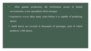 • After gamete production, the fertilization occurs in humid
environments, a new sporophyte (fern) emerges.
• Angiopteris evecta takes many years before it is capable of producing
spores.
• Adult leaves are covered in thousands of sporangia, each of which
produces 1,440 spores.
 