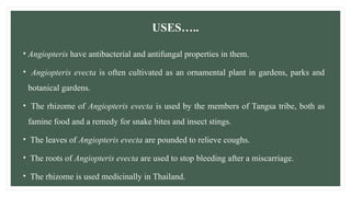 USES…..
• Angiopteris have antibacterial and antifungal properties in them.
• Angiopteris evecta is often cultivated as an ornamental plant in gardens, parks and
botanical gardens.
• The rhizome of Angiopteris evecta is used by the members of Tangsa tribe, both as
famine food and a remedy for snake bites and insect stings.
• The leaves of Angiopteris evecta are pounded to relieve coughs.
• The roots of Angiopteris evecta are used to stop bleeding after a miscarriage.
• The rhizome is used medicinally in Thailand.
 