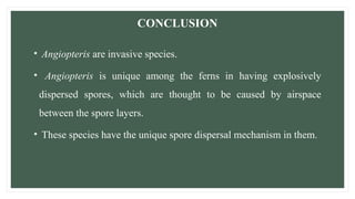 CONCLUSION
• Angiopteris are invasive species.
• Angiopteris is unique among the ferns in having explosively
dispersed spores, which are thought to be caused by airspace
between the spore layers.
• These species have the unique spore dispersal mechanism in them.
 