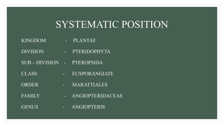 SYSTEMATIC POSITION
KINGDOM - PLANTAE
DIVISION - PTERIDOPHYTA
SUB – DIVISION - PTEROPSIDA
CLASS - EUSPORANGIATE
ORDER - MARATTIALES
FAMILY - ANGIOPTERIDACEAE
GENUS - ANGIOPTERIS
 