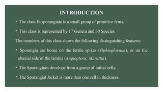 INTRODUCTION
• The class Eusporangiate is a small group of primitive ferns.
• This class is represented by 17 Genera and 30 Species.
The members of this class shows the following distinguishing features:
• Sporangia are borne on the fertile spikes (Ophioglossum), or on the
abaxial side of the lamina (Angiopteris, Marattia).
• The Sporangium develops from a group of initial cells.
• The Sporangial Jacket is more than one cell in thickness.
 