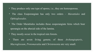 • They produce only one type of spores, i.e., they are homosporous.
• The class Eusporangiate has only two orders – Marattiales and
Ophioglossales.
• The Order Marattiales includes those eusporangiate ferns which bear
sporangia on the abaxial side of the lamina.
• They mostly occur in the tropical rain forests.
• There are seven living genera; of these Archangiopteris,
Macroglossum, Protomarattia and Christensenia are very small.
 