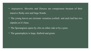 • Angiopteris, Marattia and Danaea are conspicuous because of their
massive fleshy axis and large fronds.
• The young leaves are circinate vernation (coiled) and each leaf has two
stipules at it’s base.
• The Sporangium opens by slits on either side or by a pore.
• The gametophyte is large, thalloid and green.
 
