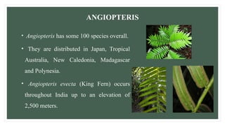 ANGIOPTERIS
• Angiopteris has some 100 species overall.
• They are distributed in Japan, Tropical
Australia, New Caledonia, Madagascar
and Polynesia.
• Angiopteris evecta (King Fern) occurs
throughout India up to an elevation of
2,500 meters.
 