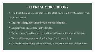 EXTERNAL MORPHOLOGY
• The Plant Body is Sporophytic i.e., the plant body is differentiated into root,
stem and leaves.
• The stem is large, upright and 60cm or more in height.
• Angiopteris is shielded by fleshy stipules.
• The leaves are Spirally arranged and form a Crown at the apex of the stem.
• They are Pinnately compound, often large, 2 – 6 meters long.
• A conspicuous swelling, called Pulvinus, is present at the base of each pinna.
 