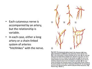 Angiosome concept | PPTX