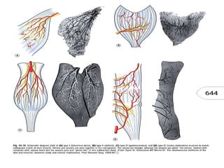 Angiosome concept | PPTX